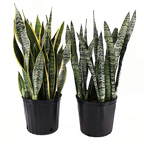American Plant Exchange Live Snake Plant Laurentii And Zeylanica Air Purifying Indoor Houseplants, Two 10" Pots, Yellow And Green (Pack Of 2) #TOP2