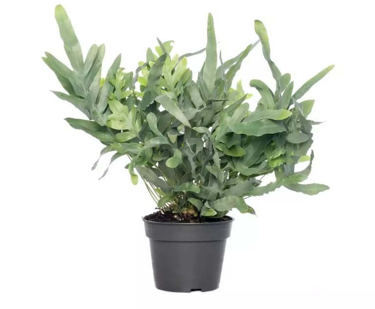 Helecho Estrella Azul Planta de Interior con Hojas Elegantes y Duraderas