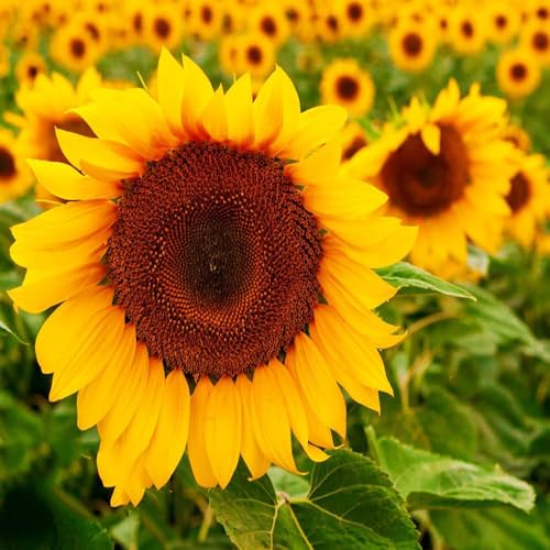 semillas de girasol semillas de jardin prado silvestres balcón girasol verano cobertura del suelo, perenne 50pcs
