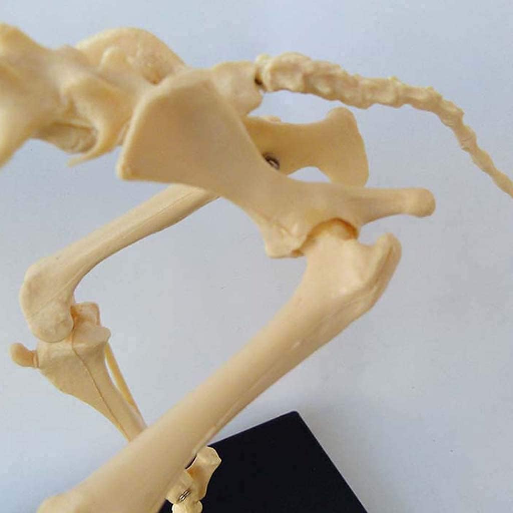 Canine Dog Skeleton Anatomical Model Animal Anatomical Model Dog Skeleton Anatomy for Veterinary Demonstration Tool (Size : 40X20X30Cm) (Size : 40 X 20 X 30Cm) (40 X 20 X 30Cm)