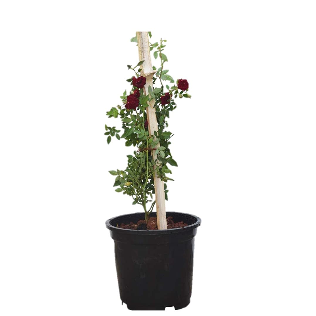 Plantshive Creeper Red Rose Indoor Plant with Plastic Pot, Black, Medium, 1 Piece (B095X7VCV2) Amazon Price History, Amazon Price Tracker