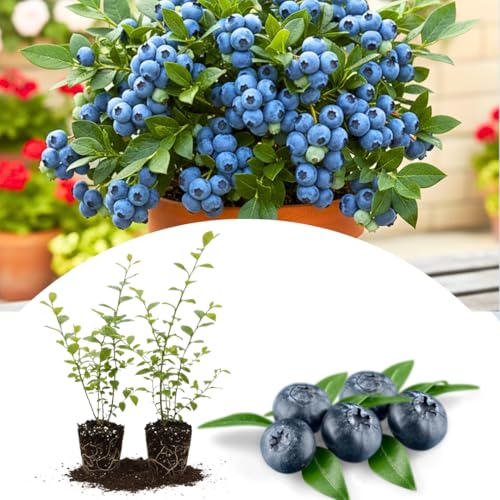 Set 2 Blueberry Live Plant, Sweet Blueberries Plant, 4-9 Inches Tall, Hardy Fruit Bush, Well Rooted for Planting (Emerald Blueberry)