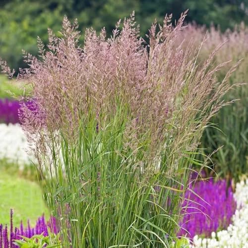 semillas de pasto varilla viento del norte, Balcón con parterre de ornamental resistente verdes pastos resistentes regalos para jardineros 300pcs