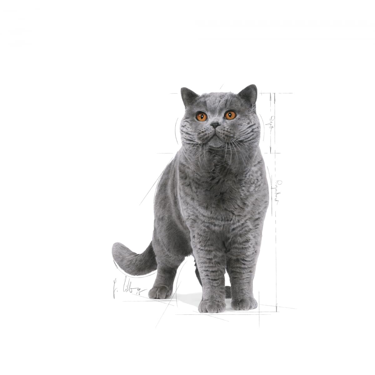 ロイヤルカナン　ブリティッシュショートヘア ブリティッシュ ショートヘアー（子猫用 ドライ）【マイ ロイヤル