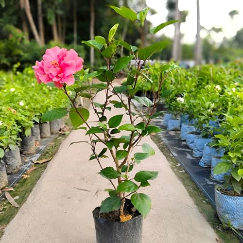 Image of Double Petal Pink Hibiscus Flower Live Plant | Beautiful All Season Hibiscus Tree | Healthy Flowering Plant for Indoor Outdoor Home Garden | Safe Packing |(Without Pot)