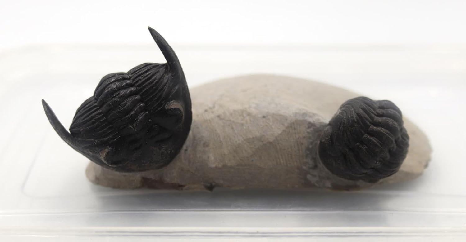 Hollardops & Phacops Trilobite Fossils Morocco #18324