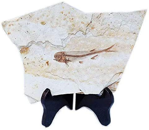 Fisch Fossil Real kommt aus dem Western Liaoning China vor 150 Millionen Jahren