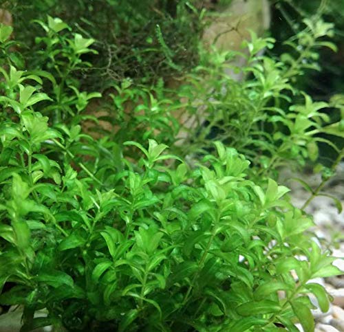 Mainam Pearlweed Bundle Micranthemum Micranthemoides Freshwater Carpet Live Aquarium Decorations Aquatic Plants For Fish Tank #TOP3