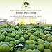 Frantoi Cutrera Primo Cold Extracted Italian Extra Virgin Olive Oil Cold Pressed, Polyphenol Rich Olive Oil, Authentic Certified DOP Sicilian EVOO Imported From Italy, 25.4 fl oz (Pack of 1)