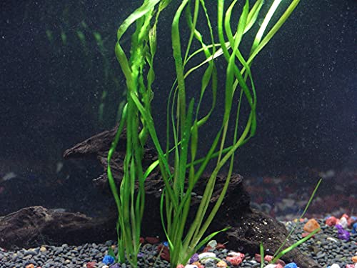 Florida 10 Species Live Aquarium Plants Bundle #TOP7