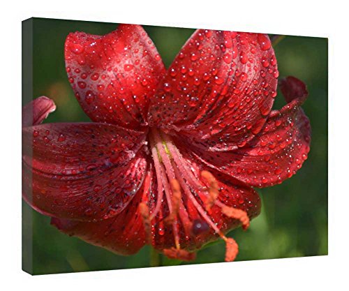 Lys rouge impression sur toile tendue tableau floral 40.6x50.8 cm