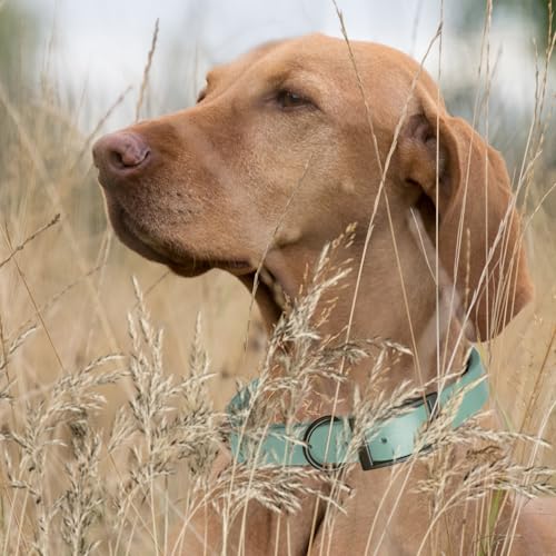 Image of Dogline Biothane Waterproof Dog Collar Strong Coated Nylon Webbing with Black Hardware Odor- Proof for Easy Care Easy to Clean High Performance Fits Small Medium or Large Dogs, Sage Green