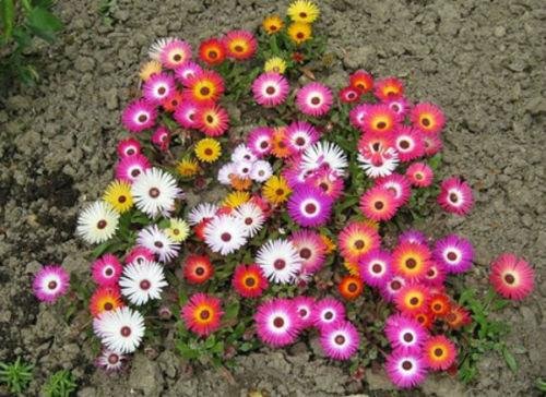 Creative Farmer Flower Seeds : Livingston Daisy Seeds Of Flower Plants Garden [Home Garden Seeds Eco Pack] Plant Seeds (B078RGR3N1) Amazon Price History, Amazon Price Tracker
