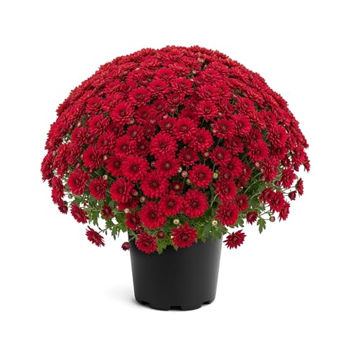 Live Flowering Hardy Chrysanthemum - Red - Colorful...