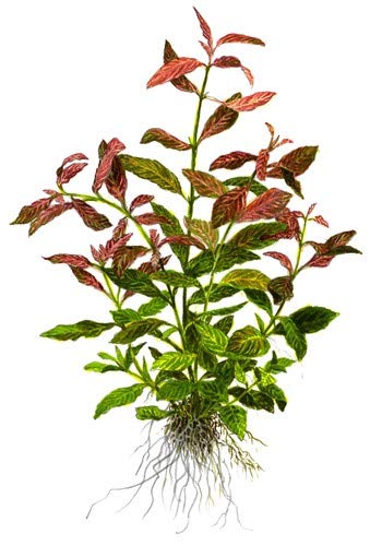 Hygrophila Polysperma Rosanervig 1 Mazzo Piante vive per acquario