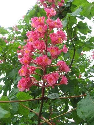 Amazon 赤花マロニエ アカバナトチノキ 栃の木 花