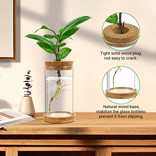 Gicare 8019 Plant Propagation Stations 3 Pack Plant Terrarium, Propagation Jars Glass Hydroponic Vases For Indoor Plants, Desktop Glass Plant Pot With Lid & Wooden Stand Gardening Gifts thumb #1