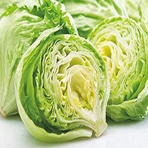 【兵庫県産】 あわじ島レタス 1玉　送料別