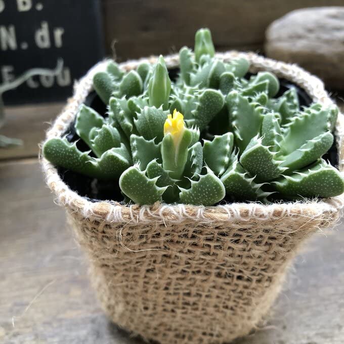 フォーカリア 希少 紅蓮地獄 多肉植物 オリジナルラベル付き 1292 レア 紅蓮地獄 フォーカリア 多肉植物 オリジナルラベル付き 1292