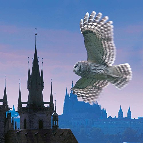 Magic Owls 2017 (Wonderful World)