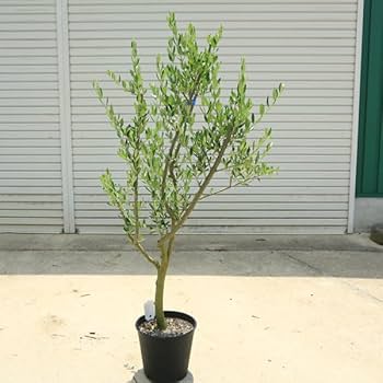 [さっちゃんさん専用]オリーブの剪定太木 宅急便60サイズに入るだけ詰めます さっちゃんさん専用]オリーブの剪定太木 宅急便60サイズに入る