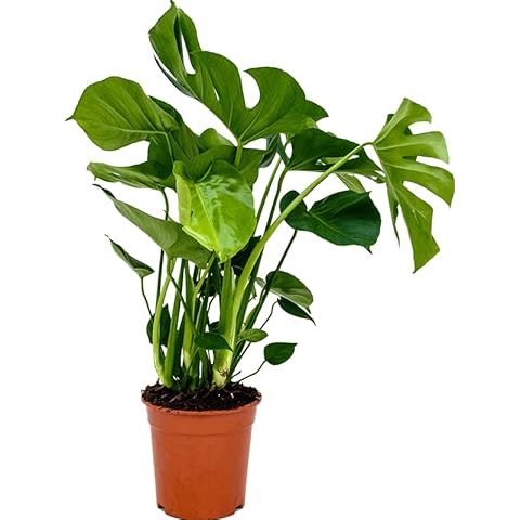 Monstera Deliciosa Indoor Houseplant 40-60cm Cover