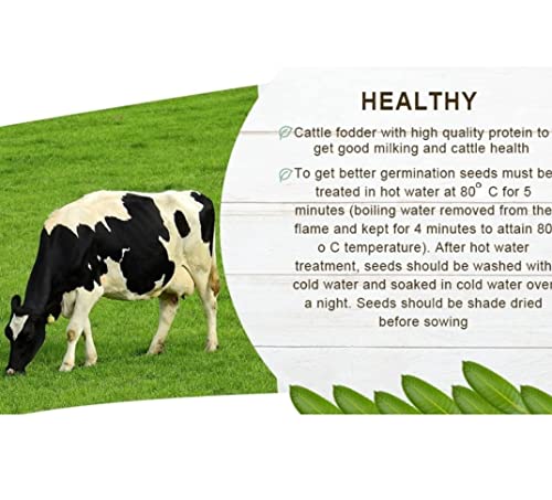 Image of SK Organic Compatible with Hedge Lucerne (Velimasal Grass /Dasrath Grass) Seeds 500 GMS