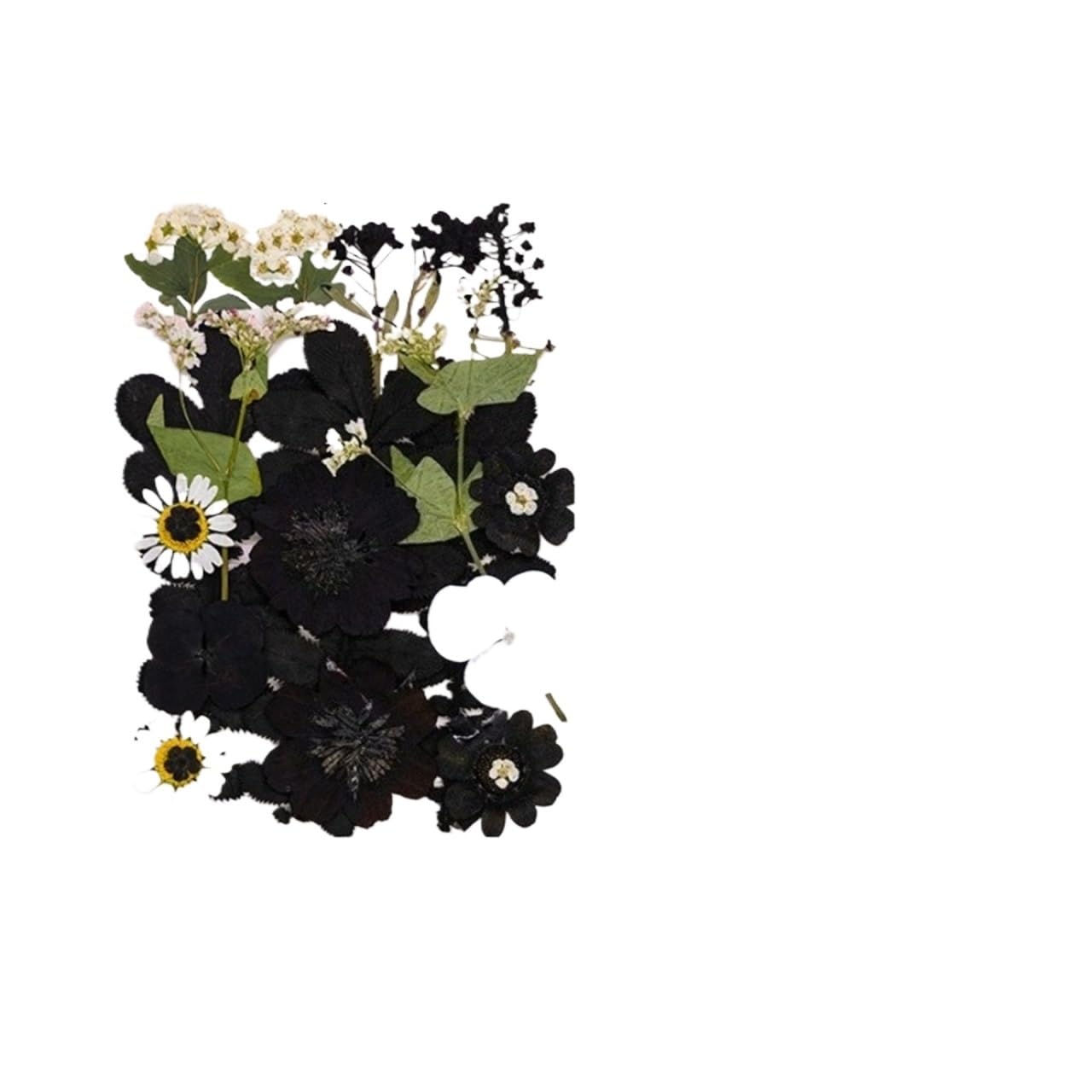 Flores Secas Prensadas Kit de artesanía Hojas Flores secas 4 Piezas