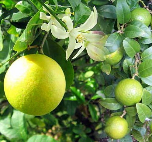 Meyer Lemon Tree+Certificate-Fruiting Size-6" Pot -No Ship to Tx,Fl,Az,Ca,La,Hi