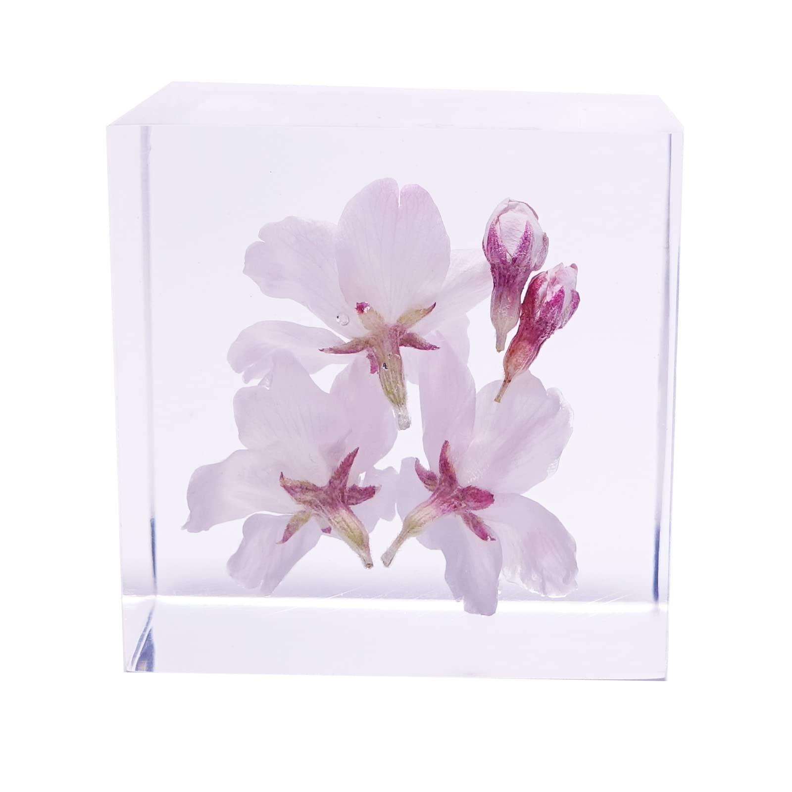 Amazon｜クリスタルハーバレジン 桜 透明樹脂 固まるハーバリウム 本物