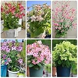 Pueden ser trasladados a lugares más grandes, a jardines.
