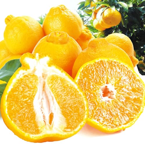 みかん 不知火 10Kg」の人気商品一覧 | 安い商品を通販サイトから探す