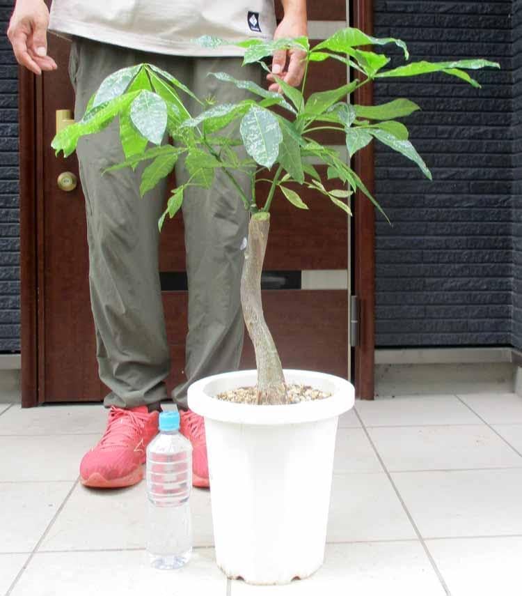 大苗 フェイジョア 種不明 約:160cm 強健 常緑樹 根巻 パイナップル