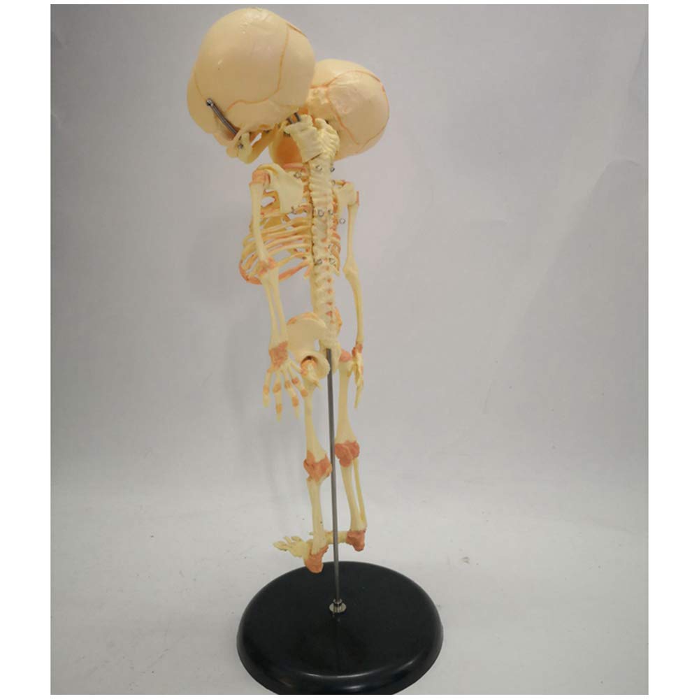Modello di Scheletro fetale - Modello anatomico di Scheletro Infantile - Modello didattico Scheletro fetale in Materiale PVC - Modello didattico per Display di Studio