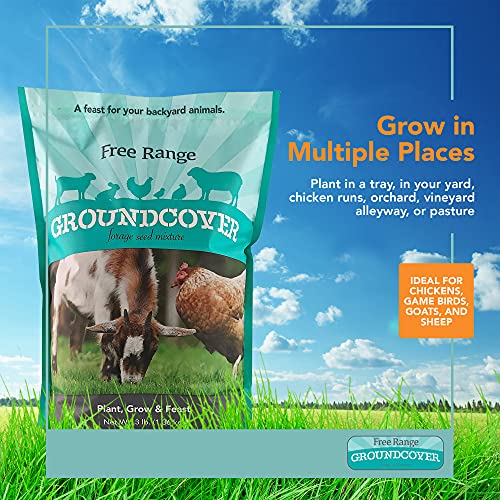 Forage Crop Seed Blends For Cattle Feed Temperate Climates