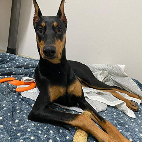 WoofWood Dog Chew Sticks