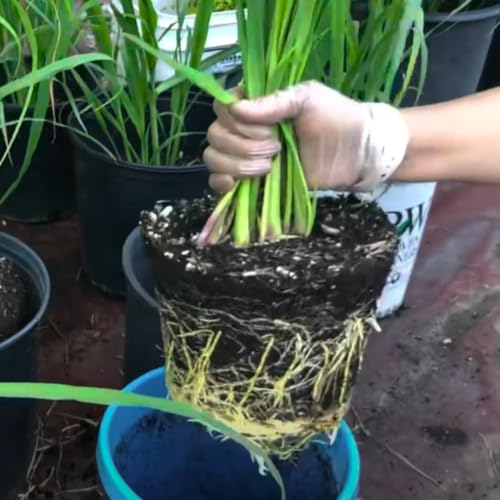 No CA, Big Potted Lemon Grass Live Plants Well Rooted, Set 5-6 Plants Per Pot, Fragrant Lemongrass Plants Live