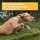 AniForte Magen & Darm Hunde Tabletten 90 Stück - Bei akutem Durchfall & Magen-Darm-Beschwerden, Präbiotika zum Darmflora aufbauen