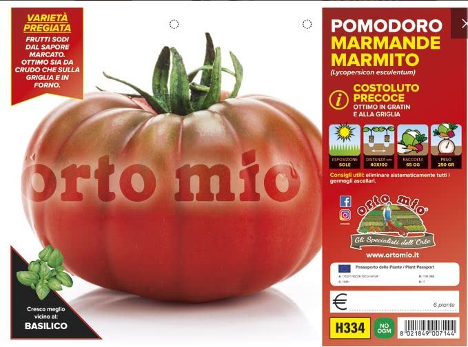 Piantine da orto confezionate in pack cubettati pronte al trapianto