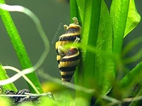 5 Live Assassin Snails (Clea helena - 1/2 to 1 Inch) - Removes All Pest Snails! by Aquatic ArtsTM by Aquatic ArtsTM (formerly InvertObsessionTM)