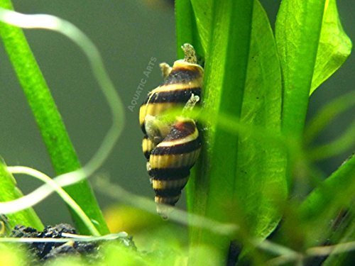5 Live Assassin Snails (Clea helena - 1/2 to 1