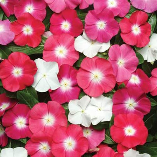 VibeX Cape Periwinkle-50 Seeds (B0BBG4TZF5) Amazon Price History, Amazon Price Tracker