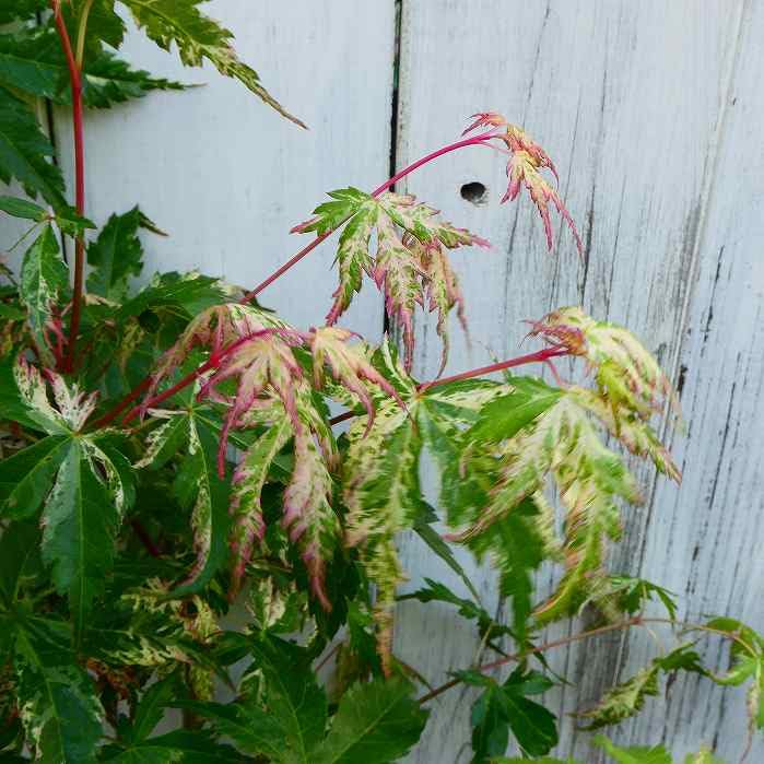 Amazon.co.jp: モミジ 鶴の舞 斑入り 5号鉢 もみじ 苗木 庭木 250423