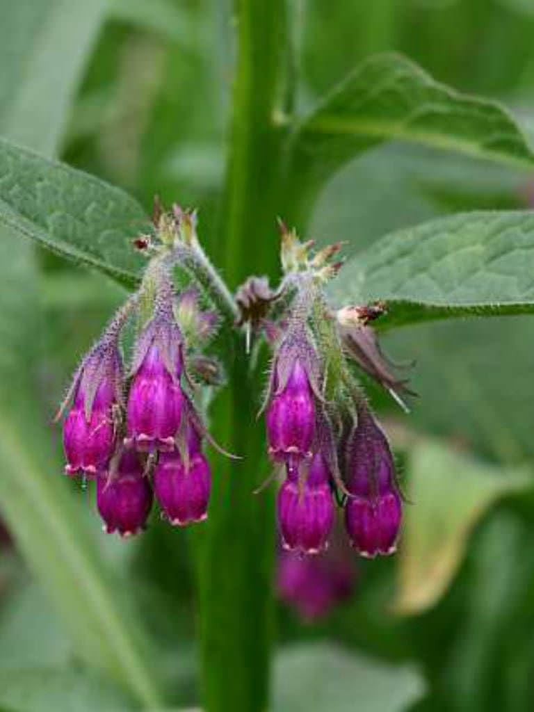 Symphytum officinale Common Comfrey 6 Plug Plants Wildflower