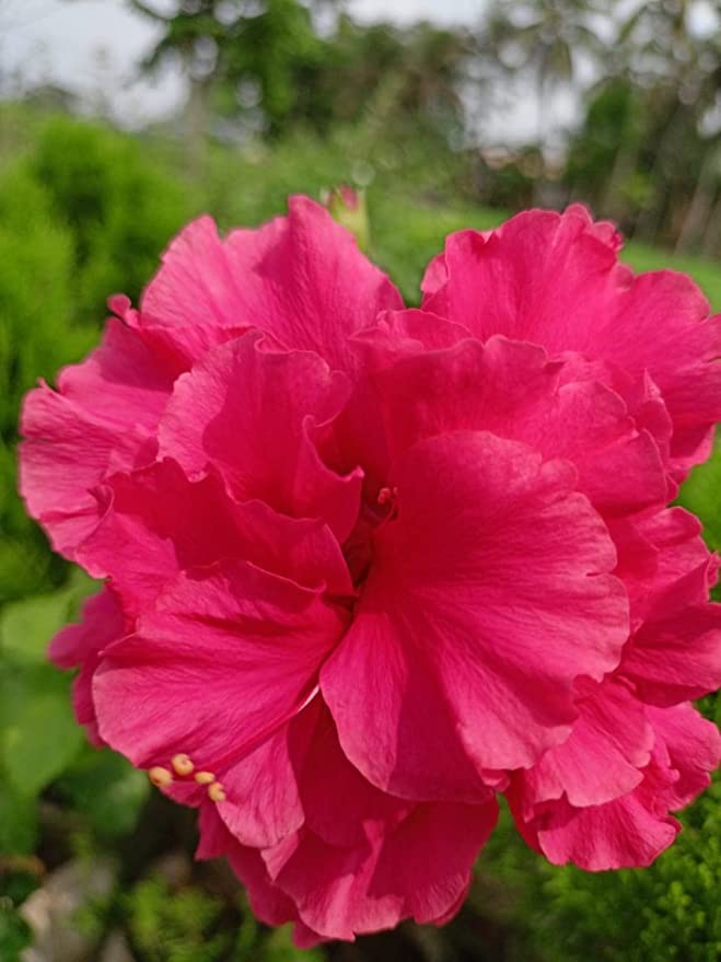 MARINE TREE AUSTRALIAN HIBISCUS ATTRACTIVE PLANT GARDEN DECOR Amazon.in Garden & Outdoors