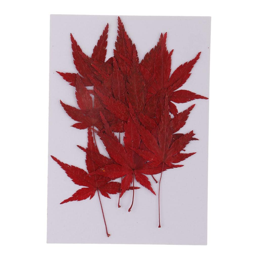 Club Bollywood®12 Pieces Natural Pressed Dried Flower Leaves Red Maple Leaf Embellishment for Card Making DIY Phone Case Decoration 4-4.5cm| Home Arts & Crafts | Floral Crafts |12 Pieces Dried Flowers-picture-32