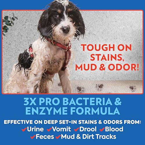 Image of OUT! PetCare Pet Odor & Stain Remover Spray, Carpet & Floor Cleaner, Deodorizer for Dogs & Cats, Made in USA, 32 fl oz (6 Pack)