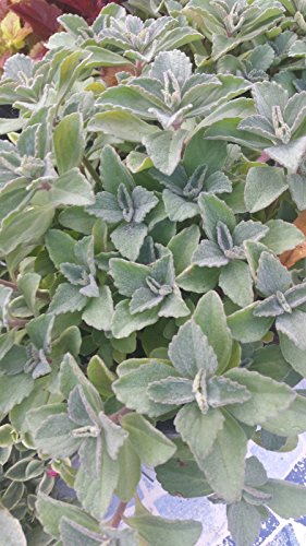 Plectranthus Neochilus – Solid Green Mike’s Fuzzy Wuzzy Swedish Ivy Spur Flower FG