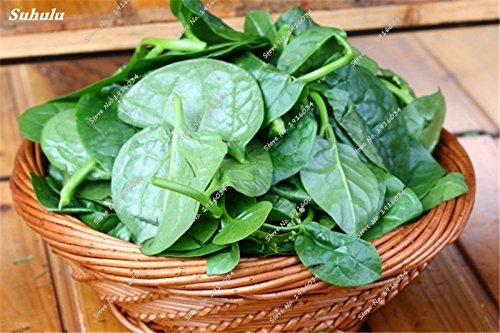 Inizio Bonsai ornamentale commestibile Malabar spinaci Seed Food Garden prelibato ortaggio cibo nutriente Seed 60 pc piante rampicanti - Afbeelding 3