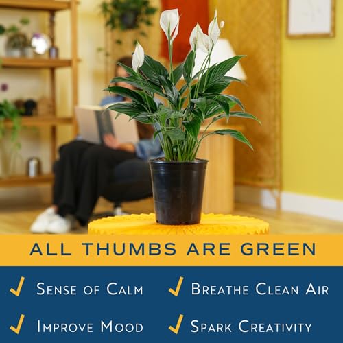 Image of Costa Farms Peace Lily, Live Indoor Plant with Flowers, Air Purifying Houseplant in Nursery Planter Pot, Potting Soil, Thinking of You Gift, Plants Room Decor, 1 Foot Tall